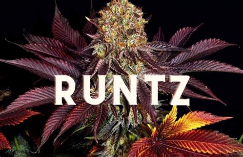 dior runtz strain|runtz strain history.